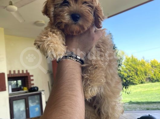 Muhteşem Bebek Suratlı Orjinal Maltipoo Yavru