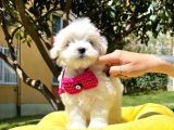 Maltese Mini Boy Yavrular