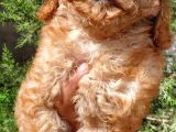 Apricot Toy Poodle Orjinal Sözleşmeli Garantili
