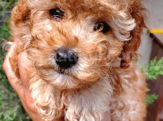 Apricot Toy Poodle Orjinal Sözleşmeli Garantili görsel