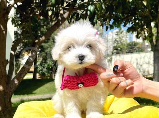 Maltese Mini Boy Yavrular görsel
