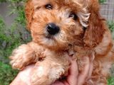 Apricot Toy Poodle Orjinal Sözleşmeli Garantili