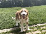 Particolour Labradoodle Tüy Dökmeyen Alerji Yapmayan Irk