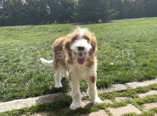 Particolour Labradoodle Tüy Dökmeyen Alerji Yapmayan Irk görsel