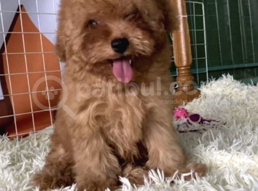 Red Brown Mini Toy Poodle Anne Baba 3,5 Kg 27 Cm