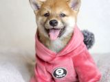 Shiba Inu Yavruları Anne Baba Secereli Irk Garantili