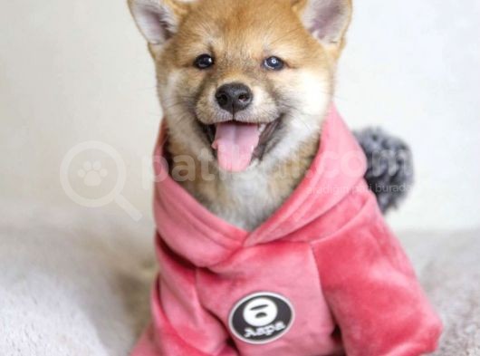 Shiba Inu Yavruları Anne Baba Secereli Irk Garantili görsel