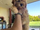 Muhteşem Bebek Suratlı Orjinal Maltipoo Yavru