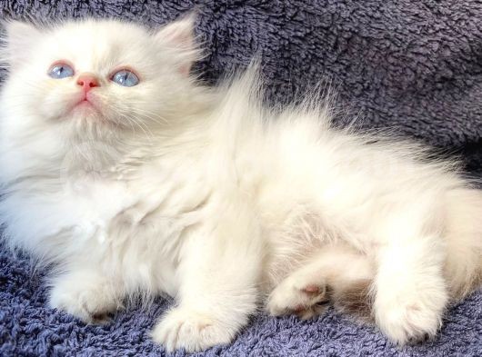 Secereli British Shorthair Yavrular görsel