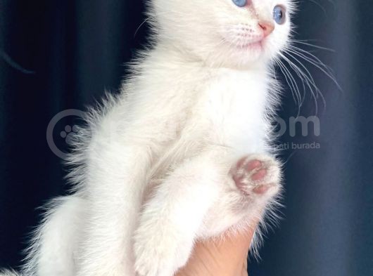 Secereli British Shorthair Yavrular görsel
