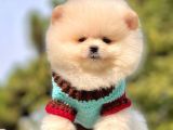 Ayı Surat Sevimli Mini Boy Pomeranian
