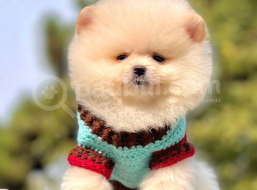 Ayı Surat Sevimli Mini Boy Pomeranian görsel