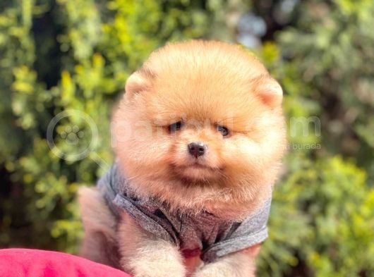 Safkan Pomeranian Boo Yavrularımız görsel
