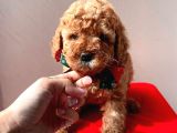 Orjinal Toy Poodle