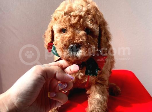 Orjinal Toy Poodle