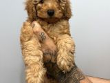 Muhteşem Surat Toy Poodle Yavrularımız