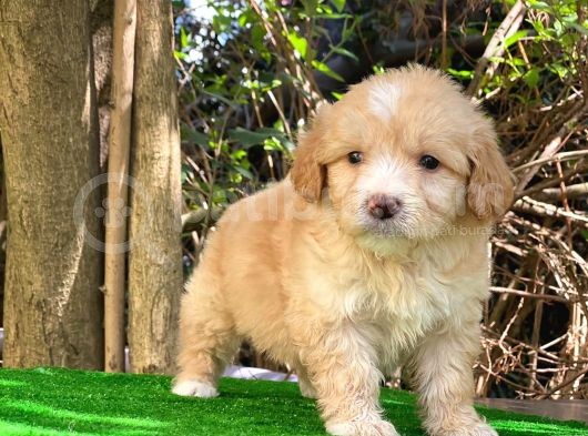 Orji̇nal Malti̇po Yavru görsel