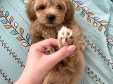 Dizayn Irk Sevimli Maltipoo Yavrular