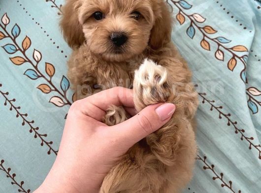 Dizayn Irk Sevimli Maltipoo Yavrular görsel