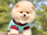 Ayı Surat Sevimli Mini Boy Pomeranian