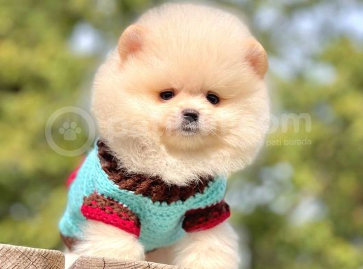 Ayı Surat Sevimli Mini Boy Pomeranian