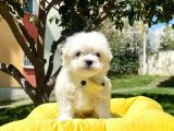 Tüy Dökmeyen Maltese Mini Yavrular