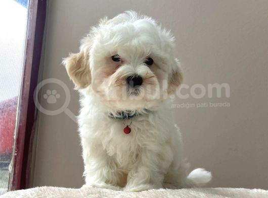 Sevi̇mli̇ Maltese Terri̇er