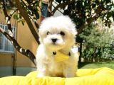 Tüy Dökmeyen Maltese Mini Yavrular