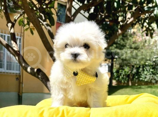 Tüy Dökmeyen Maltese Mini Yavrular görsel