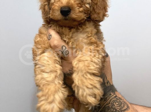 Muhteşem Surat Toy Poodle Yavrularımız görsel