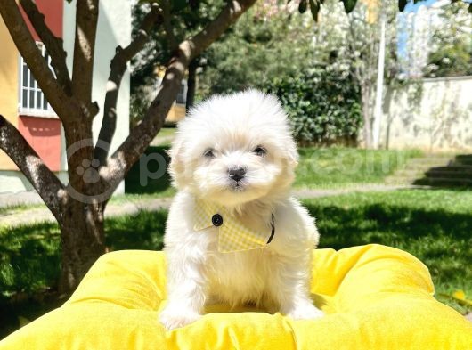Tüy Dökmeyen Maltese Mini Yavrular görsel
