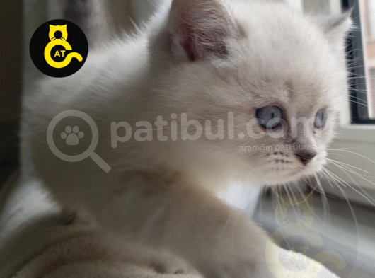 Blue Poi̇nt  Fold Ve Longhai̇r Bebekleri̇m görsel