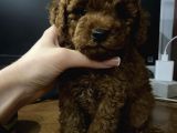 Red Brown Toy Poodle Yavrular
