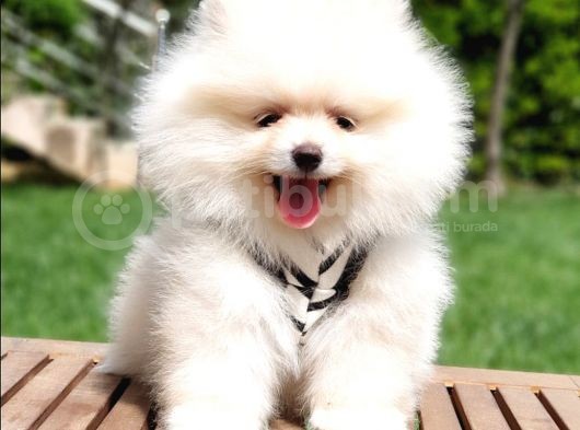 Pomeranian Boo Teddy Bear Yavrular görsel