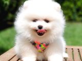 Pomeranian Boo Teddy Bear Yavrular