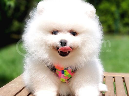 Pomeranian Boo Teddy Bear Yavrular görsel