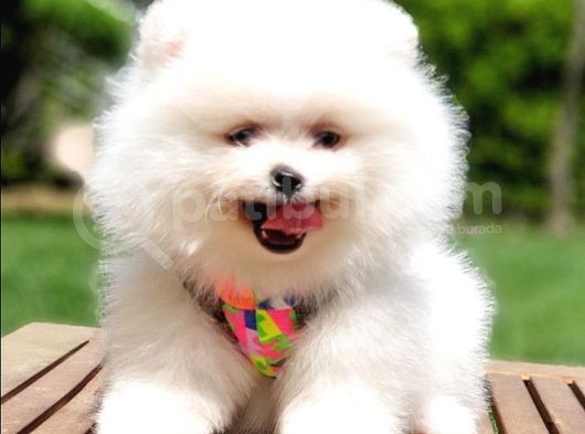 Pomeranian Boo Teddy Bear Yavrular görsel