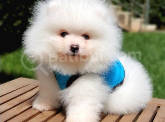 Pomeranian Boo Teddy Bear Yavrular görsel