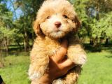 Orjinal Maltipoo Bebeklerim