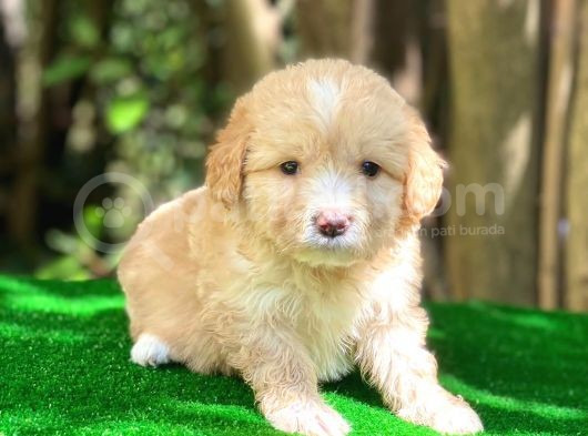 Orji̇nal Malti̇po Yavru görsel