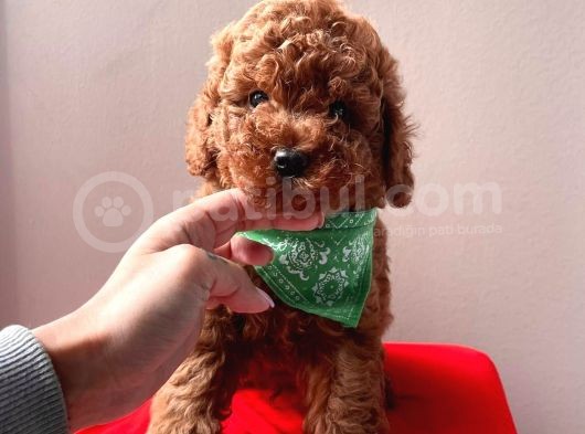 Safkan Toy Poodle görsel