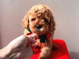 Safkan Toy Poodle
