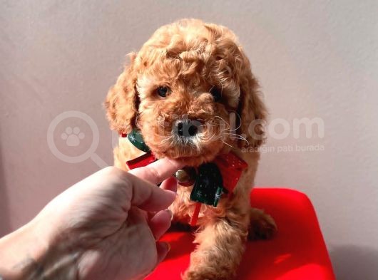 Safkan Toy Poodle görsel