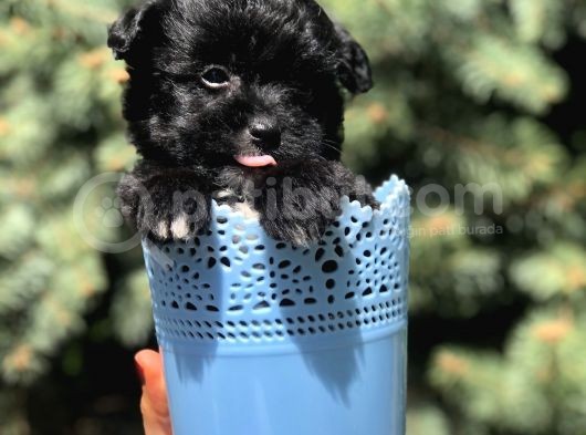 Özel Ve Nadir Renkteki Maltipoo Yavrumuz görsel