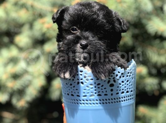 Özel Ve Nadir Renkteki Maltipoo Yavrumuz