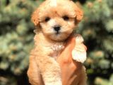 Xs Maltipoo Yavrularımız