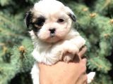 Teacup Morkie Yavrularımız