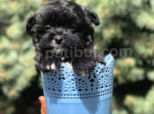 Özel Ve Nadir Renkteki Maltipoo Yavrumuz görsel