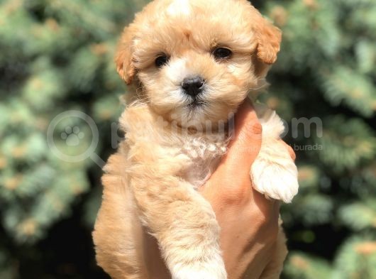 Xs Maltipoo Yavrularımız görsel