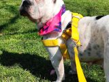 Ful Evcil Daisy